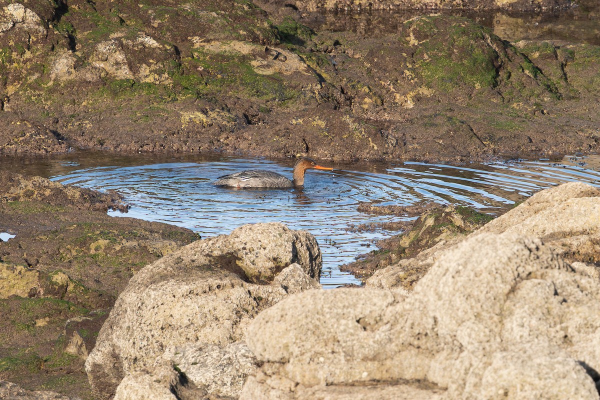 Red-breasted Merganser - ML646356889