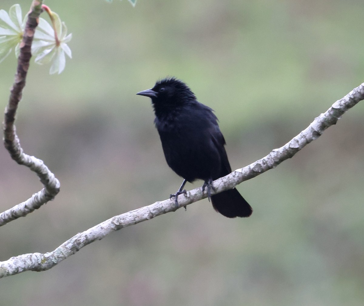 Chopi Blackbird - ML646356892