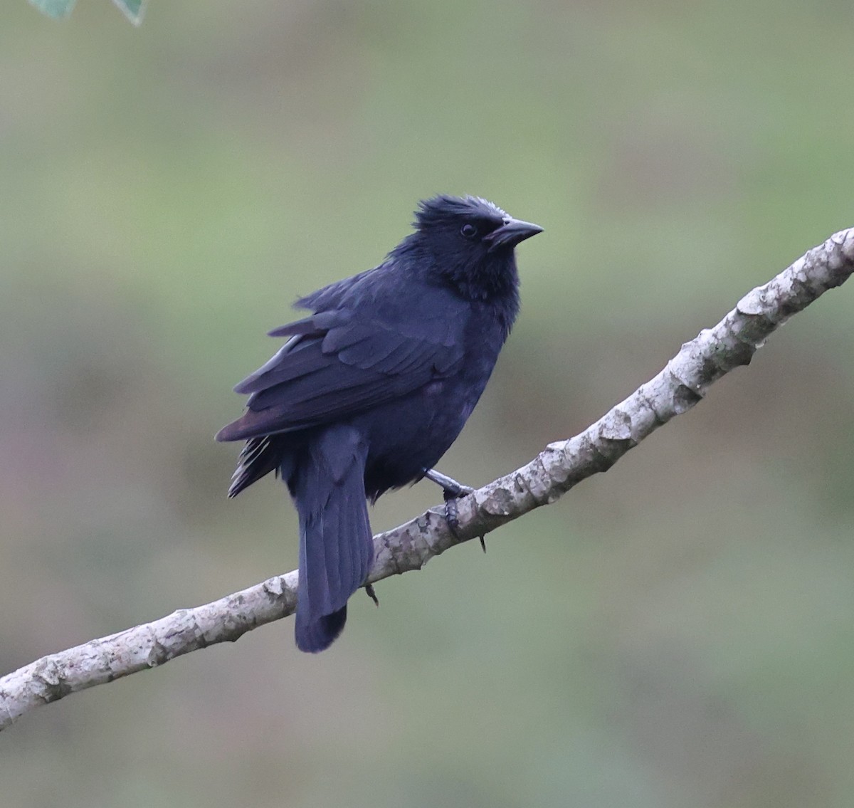 Chopi Blackbird - ML646356893