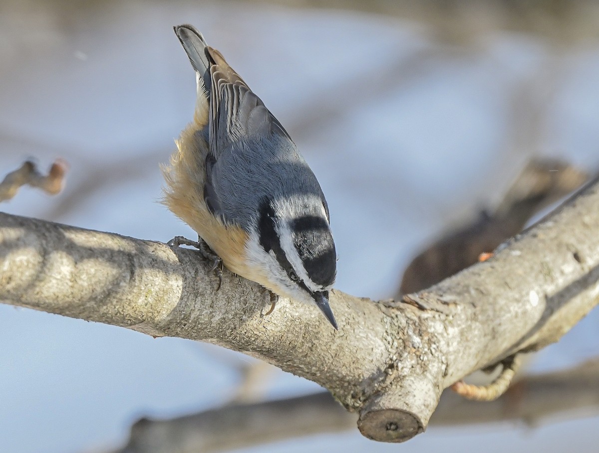 Red-breasted Nuthatch - ML646356898