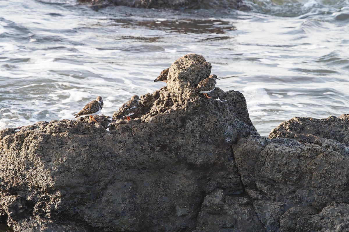 Ruddy Turnstone - ML646356900