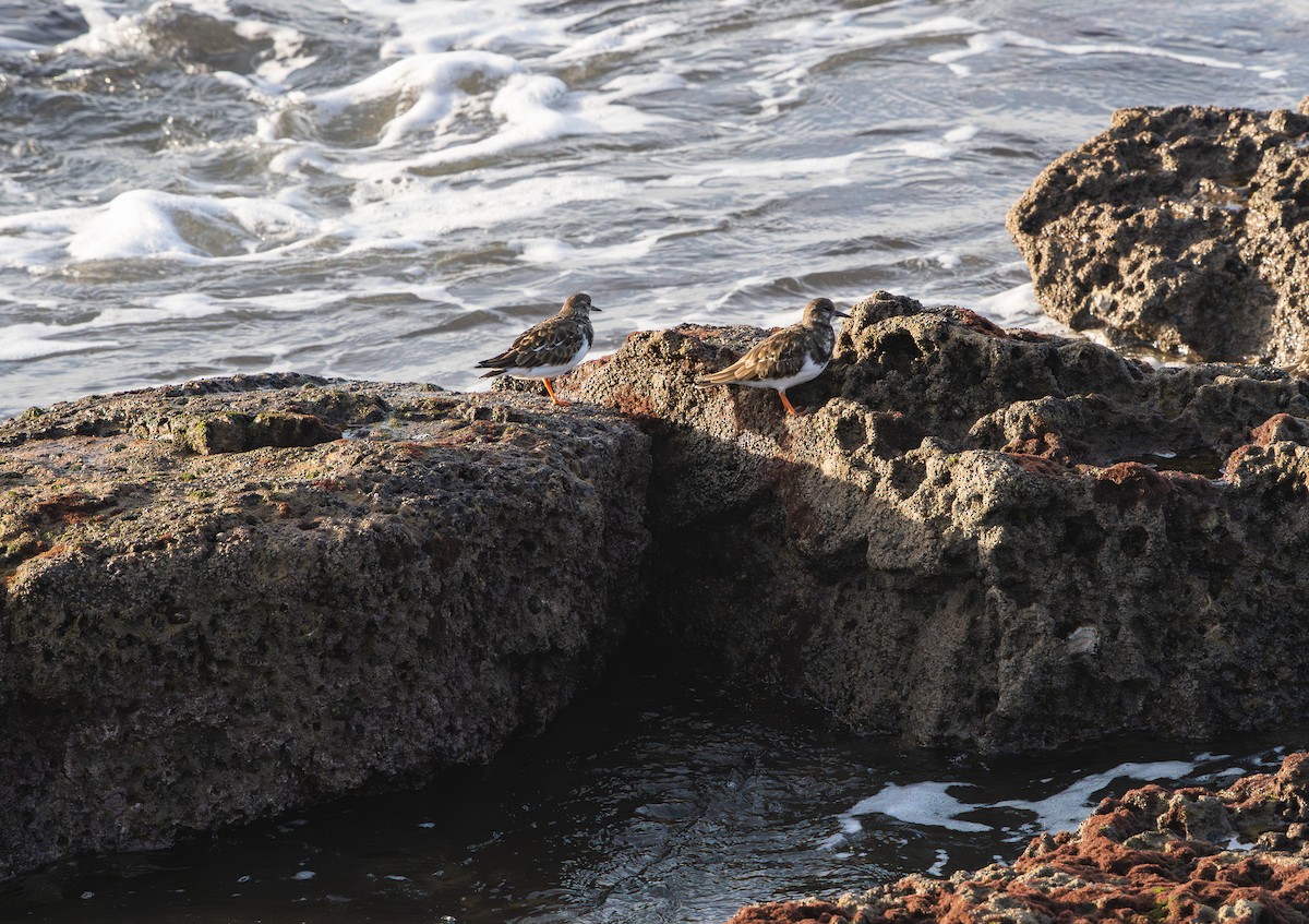 Ruddy Turnstone - ML646356901