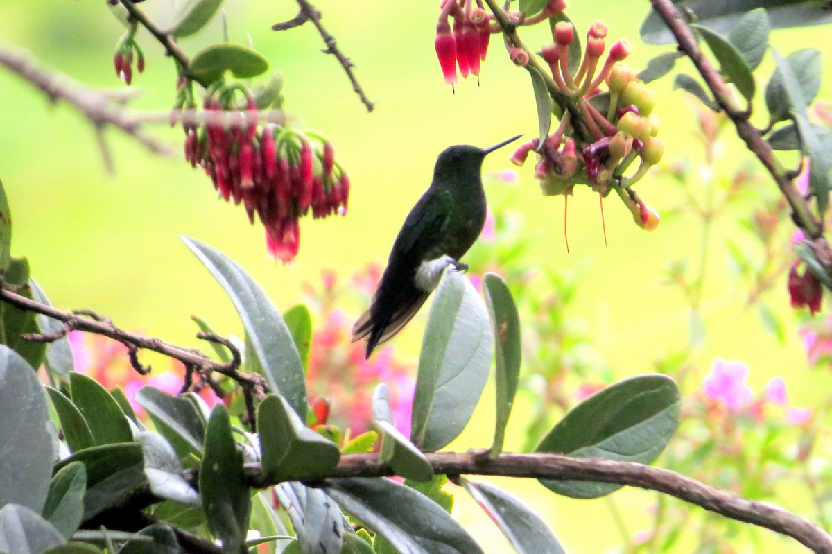 Glowing Puffleg - ML646356902
