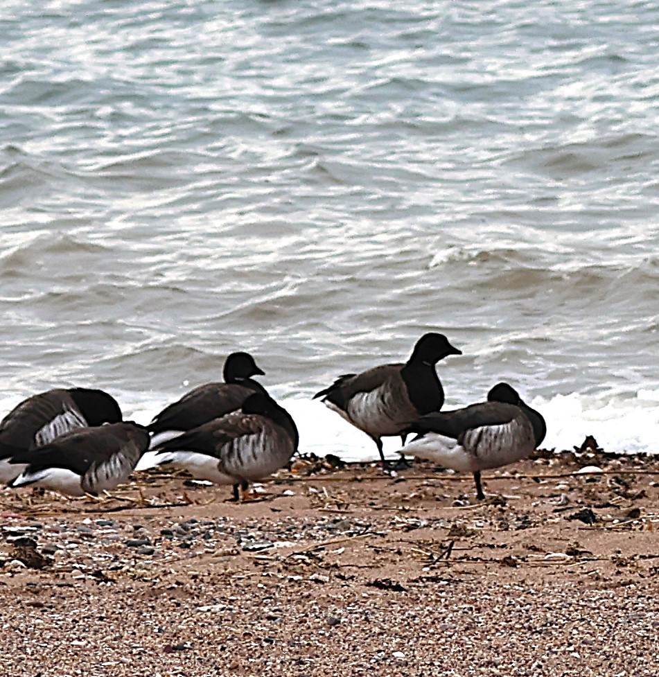 Brant - ML646356903