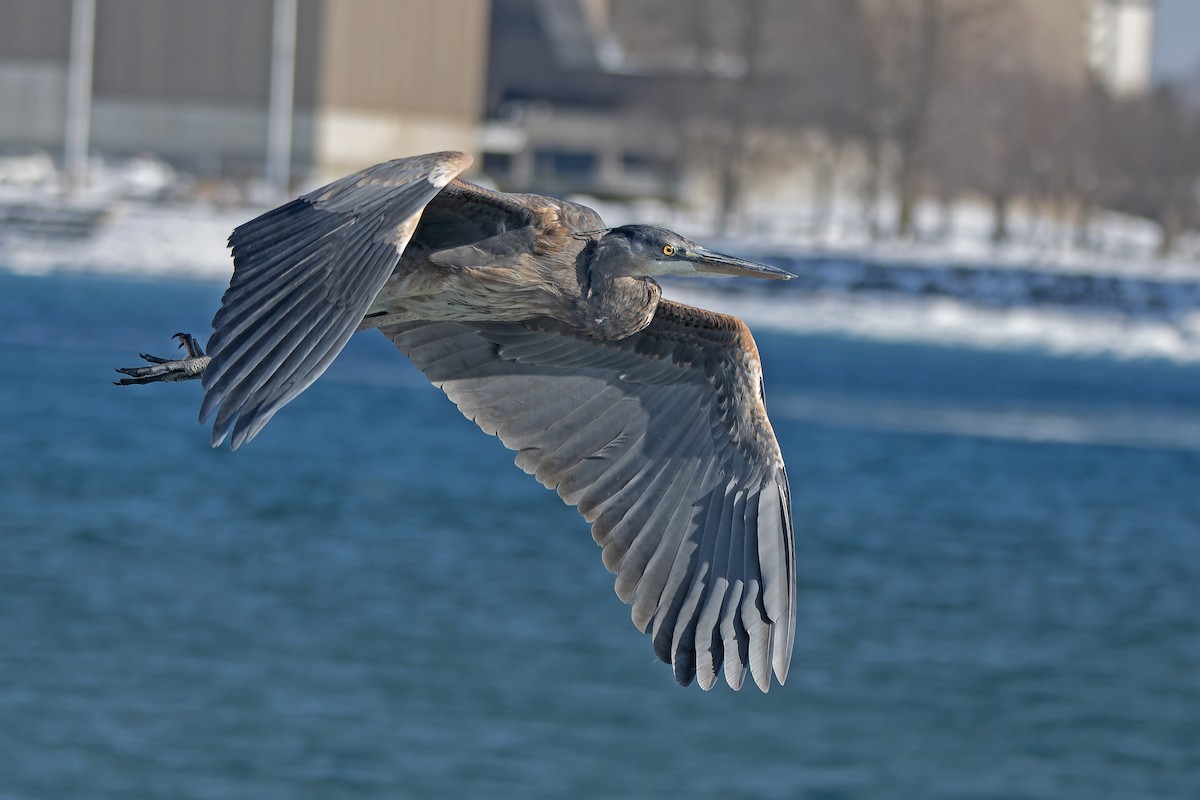 Great Blue Heron - ML646356906
