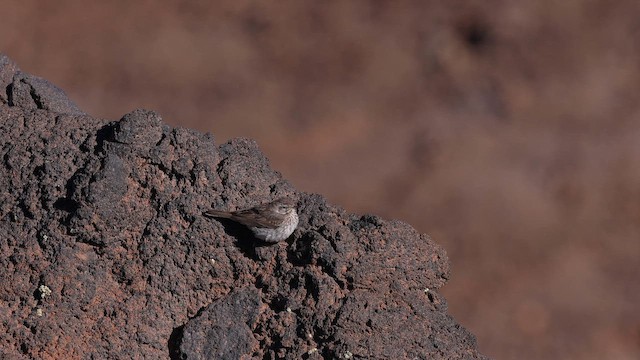 Txirta kanariarra - ML646356907