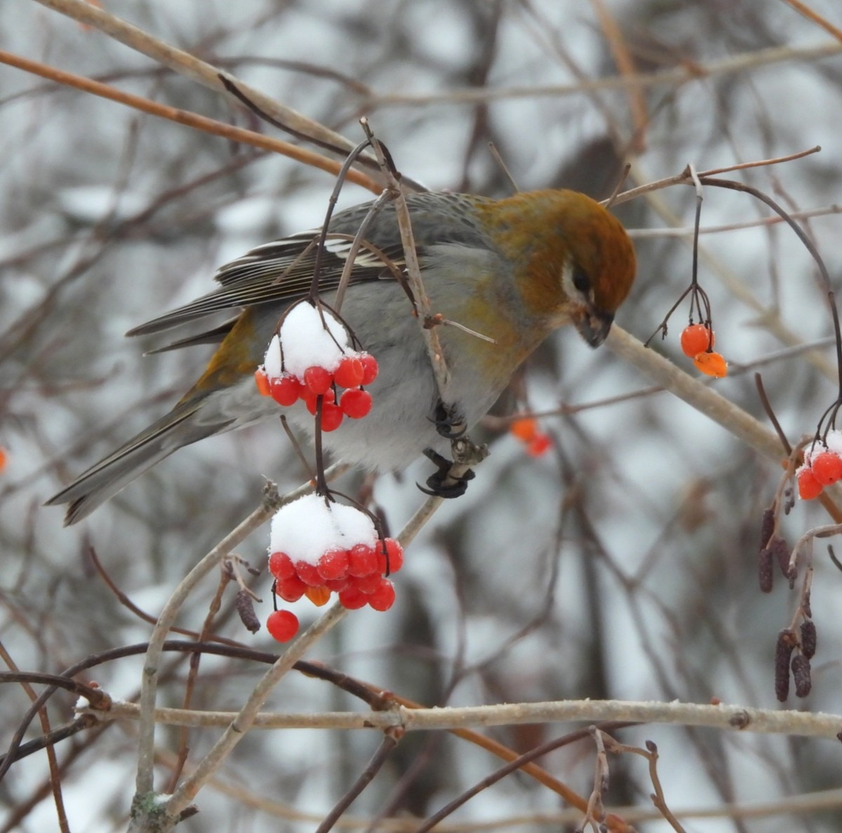 Pine Grosbeak - ML646356908