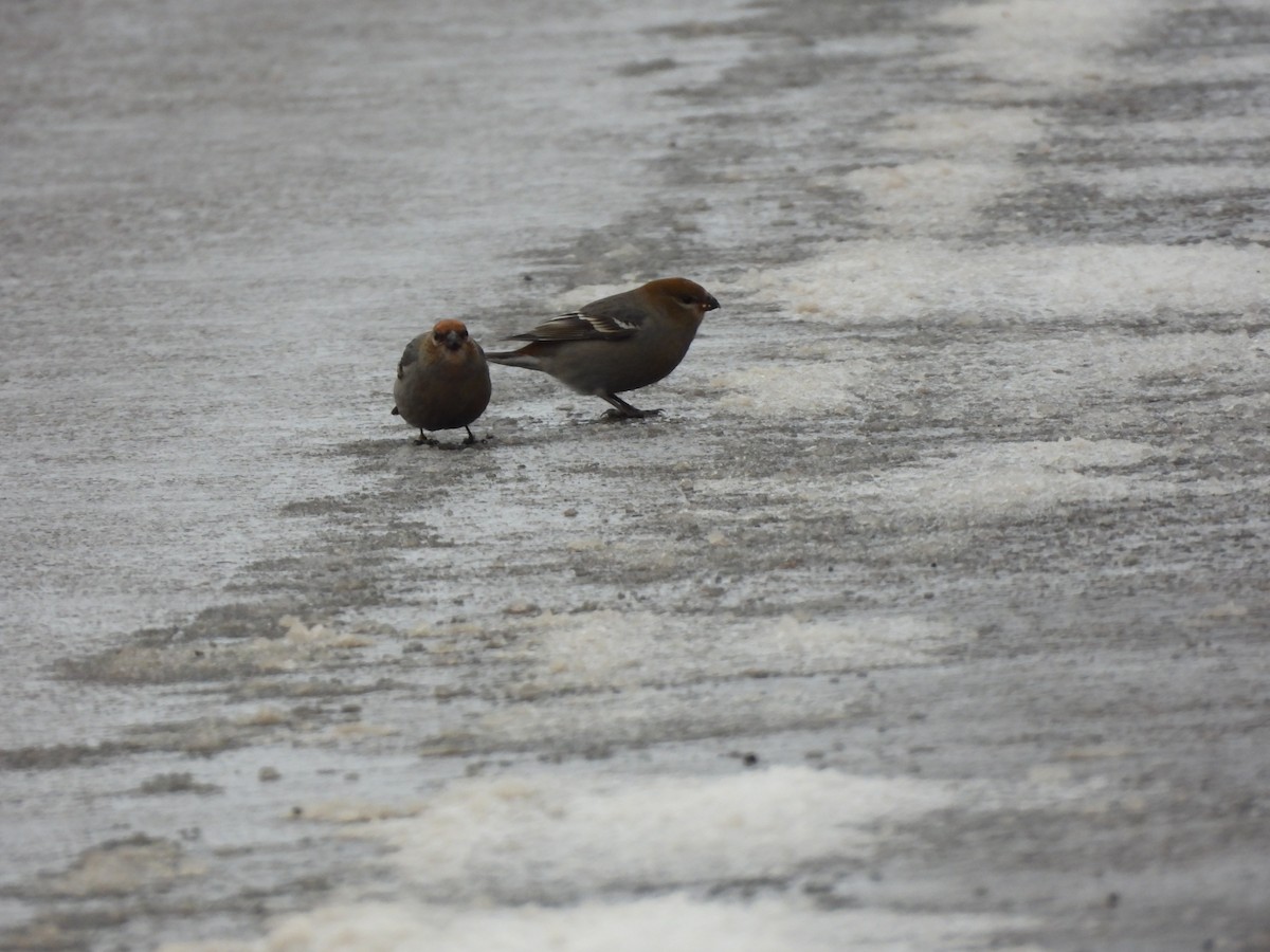 Pine Grosbeak - ML646356911