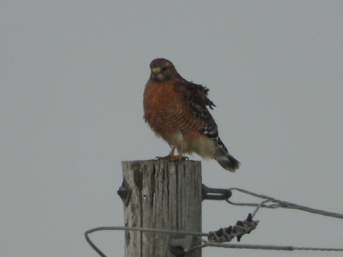 Red-shouldered Hawk (lineatus Group) - ML646356912