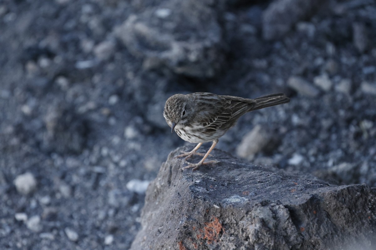Berthelot's Pipit - ML646356913