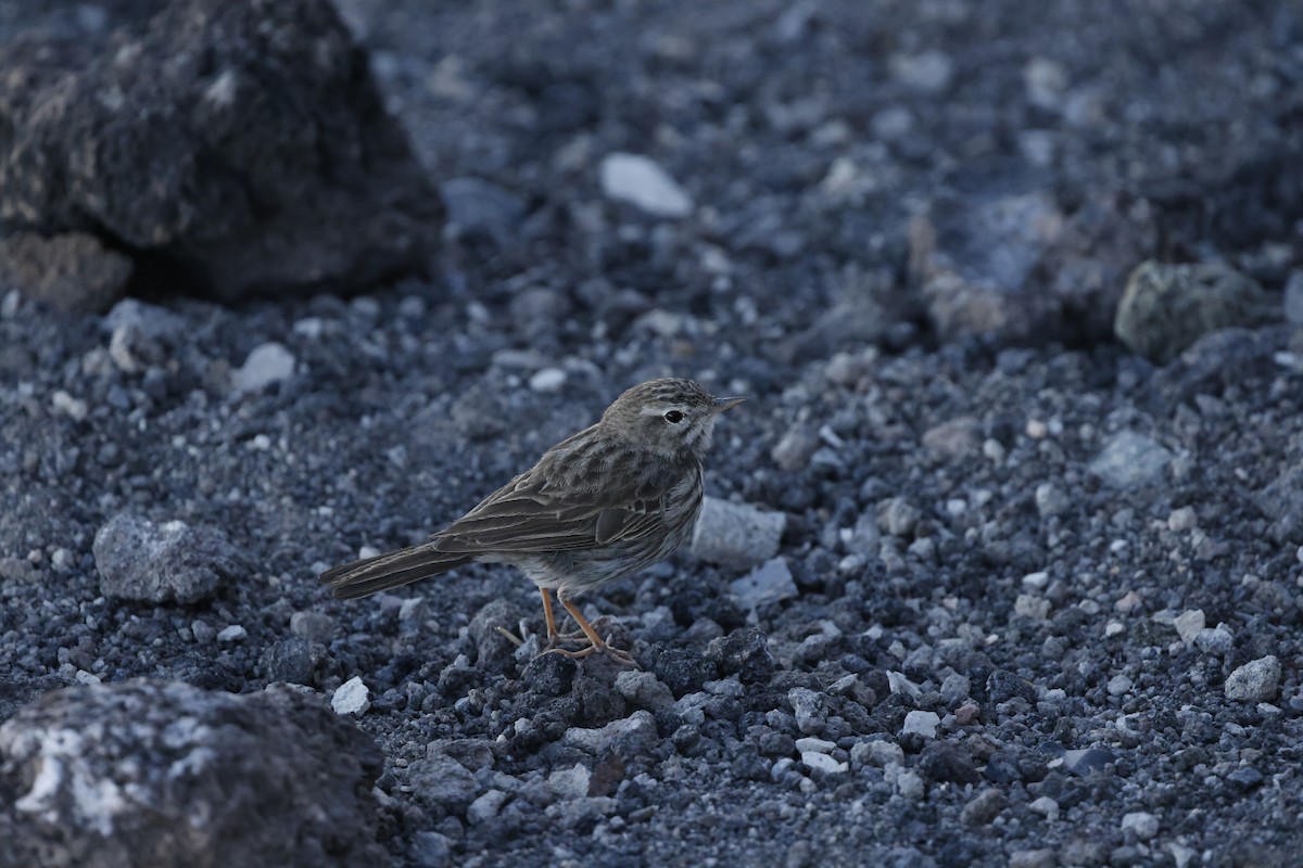 Berthelot's Pipit - ML646356914