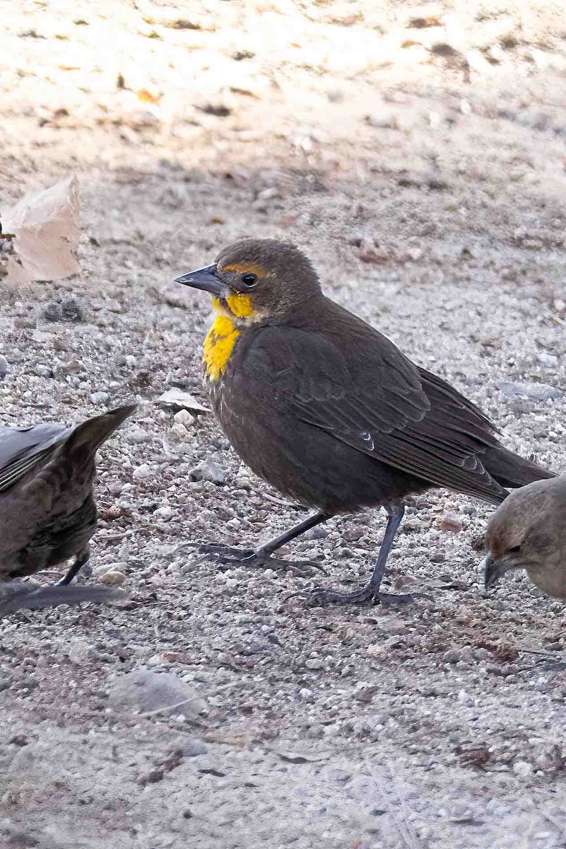 Yellow-headed Blackbird - ML646356915