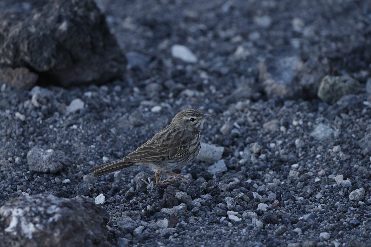 Berthelot's Pipit - ML646356916