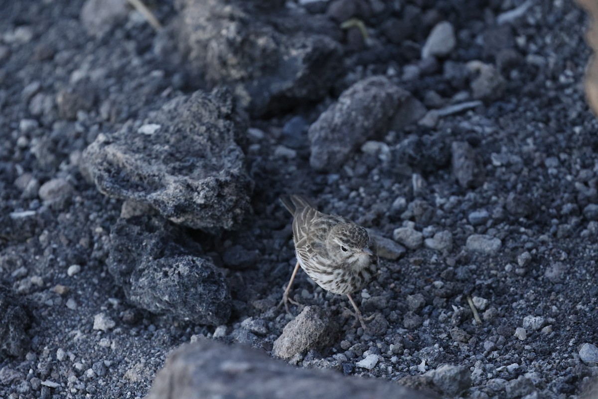 Berthelot's Pipit - ML646356917