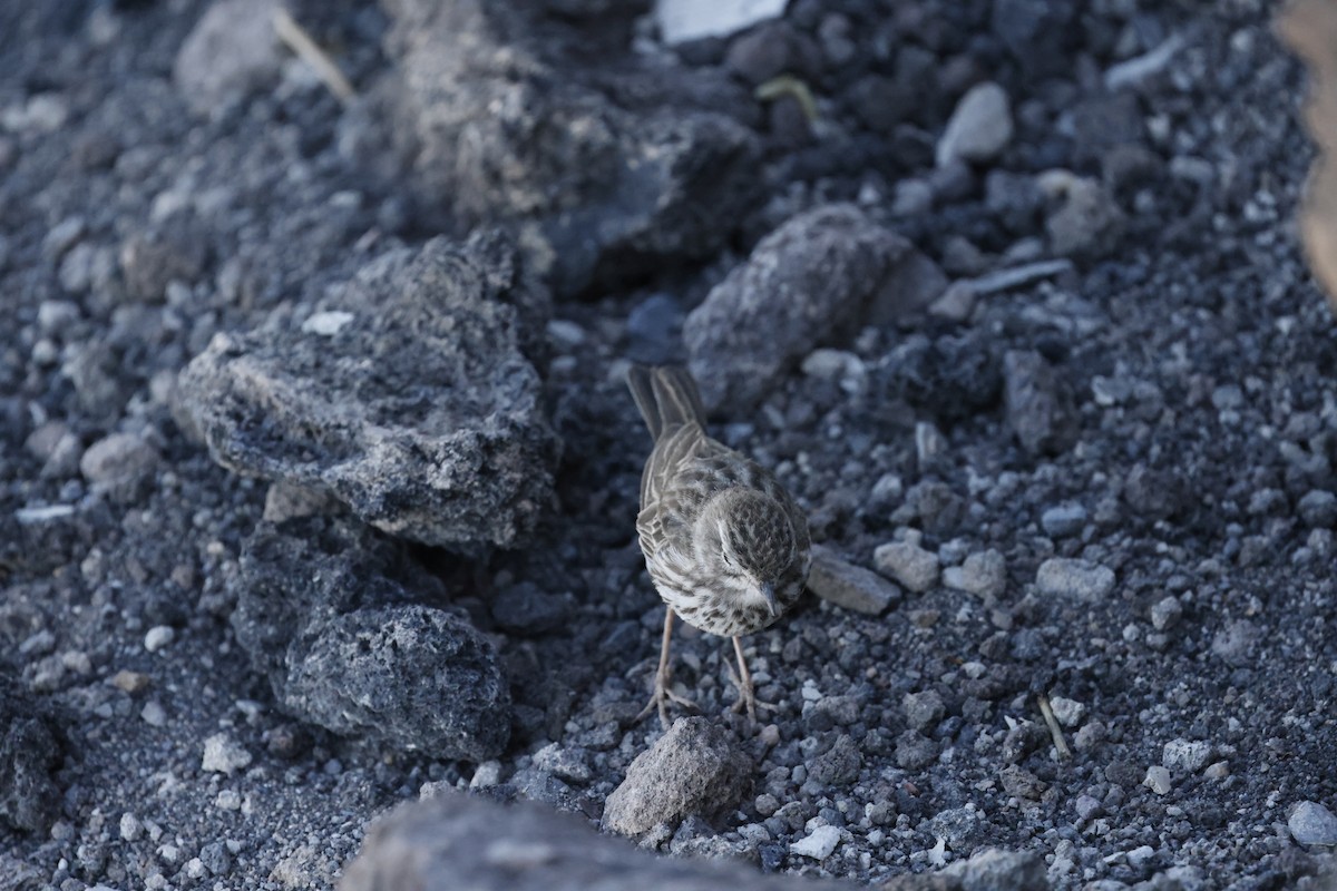 Berthelot's Pipit - ML646356918