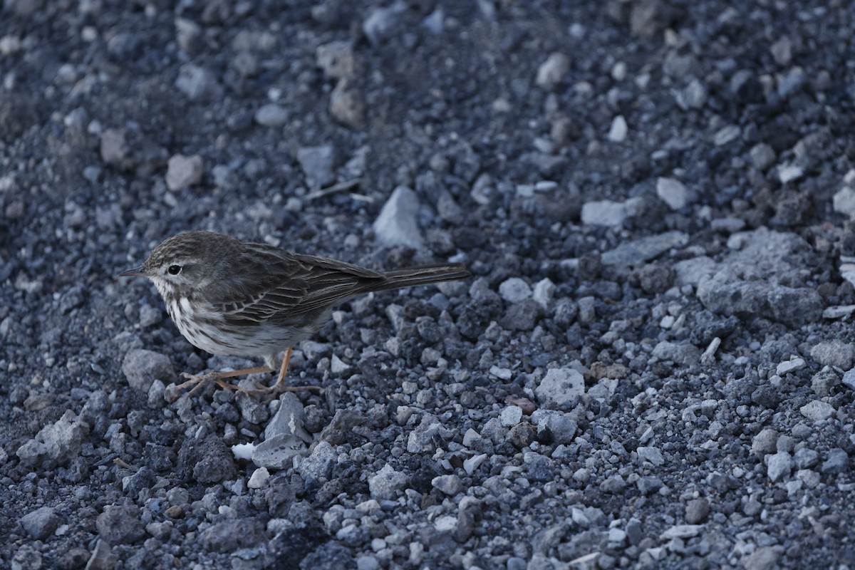 Berthelot's Pipit - ML646356919