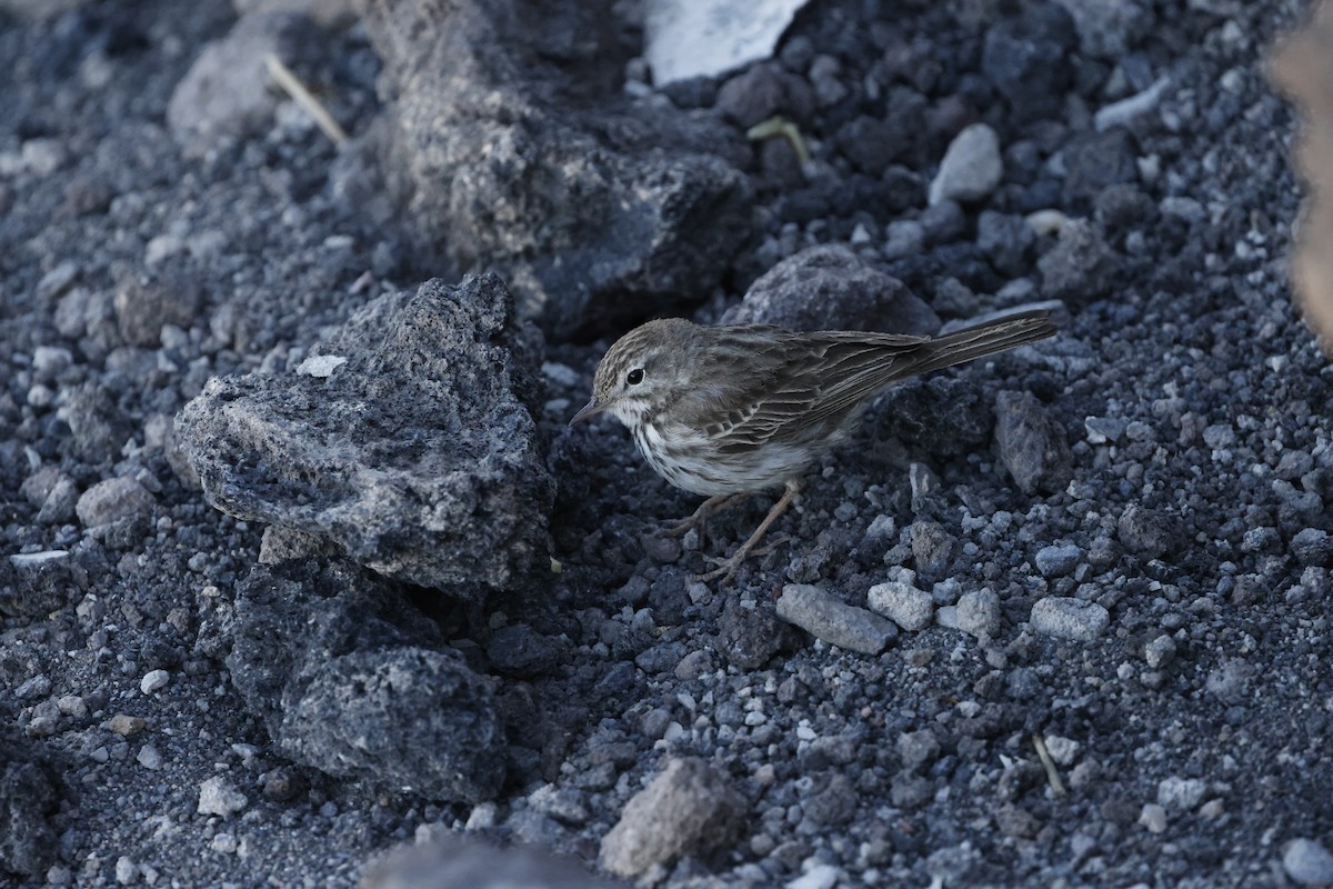Berthelot's Pipit - ML646356920
