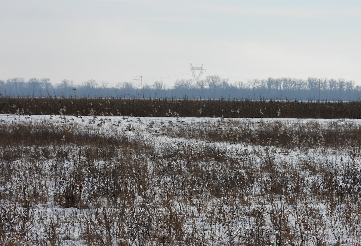 Lapland Longspur - ML646356922