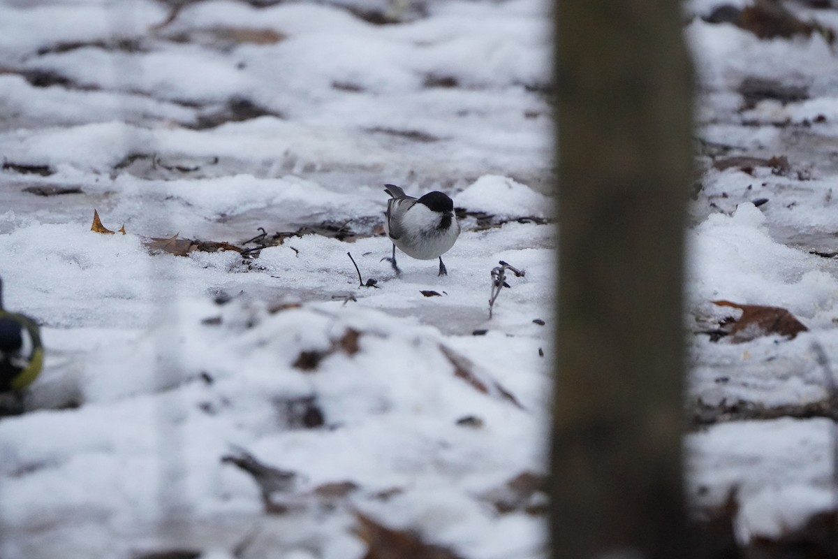 Willow Tit - ML646356925