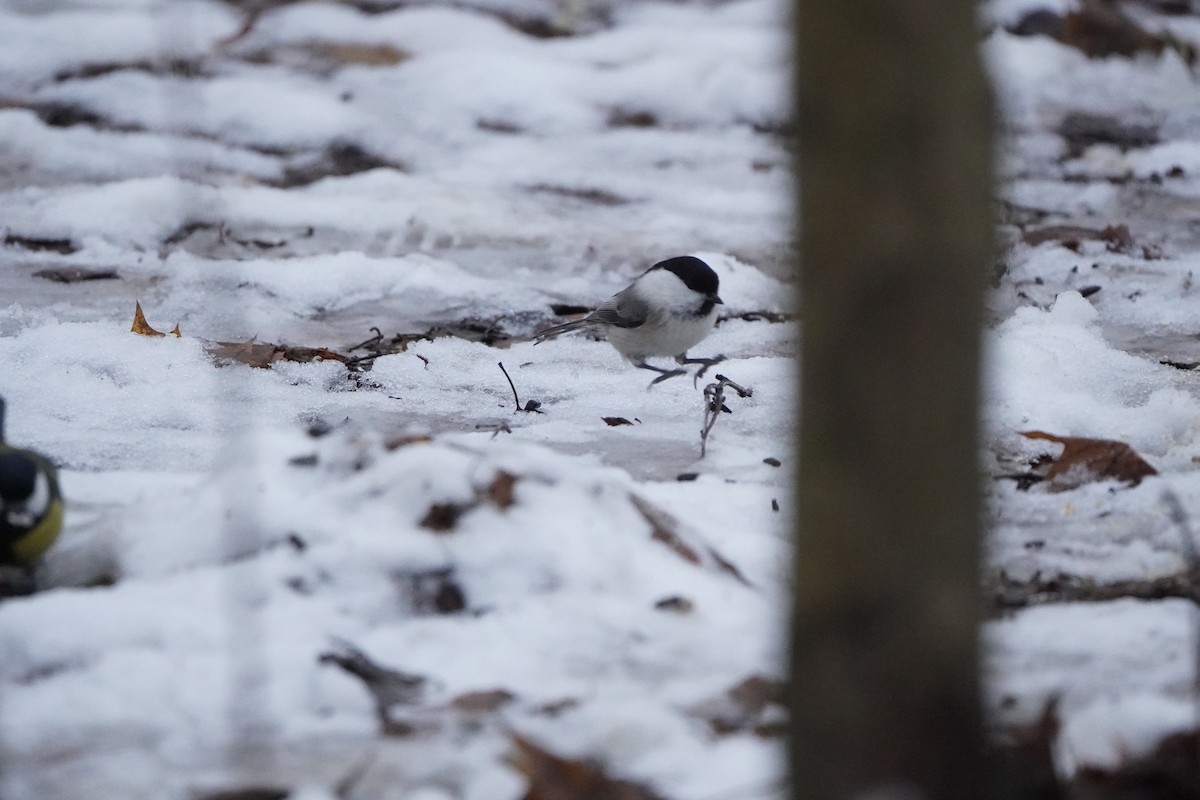 Willow Tit - ML646356926