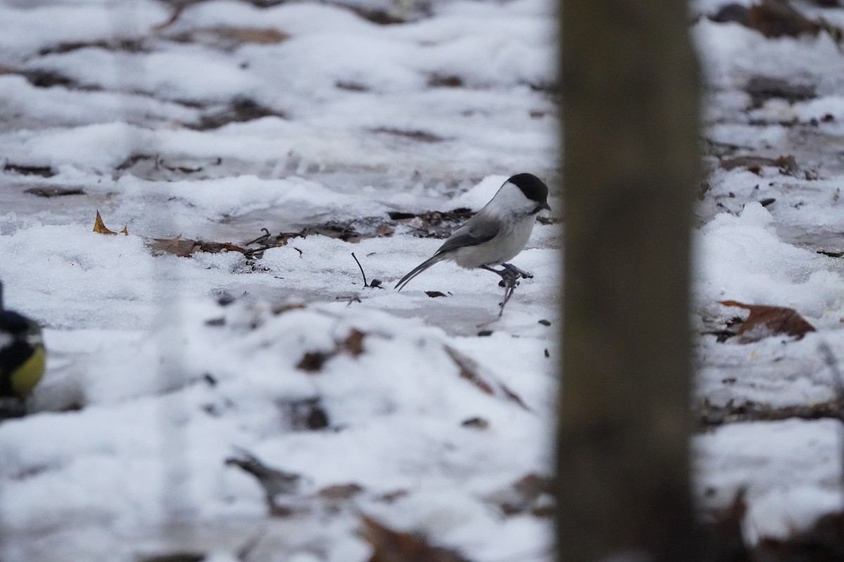 Willow Tit - ML646356927