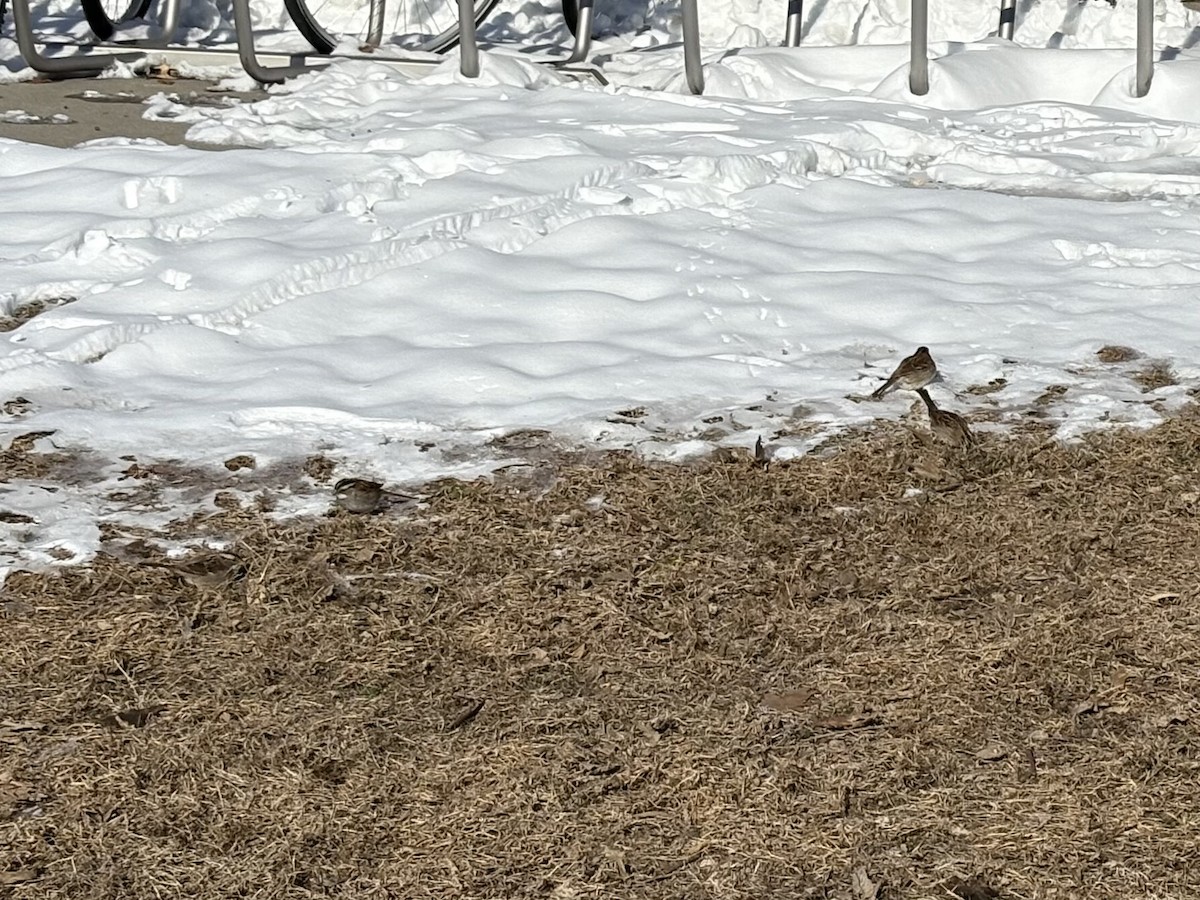 White-throated Sparrow - ML646356929