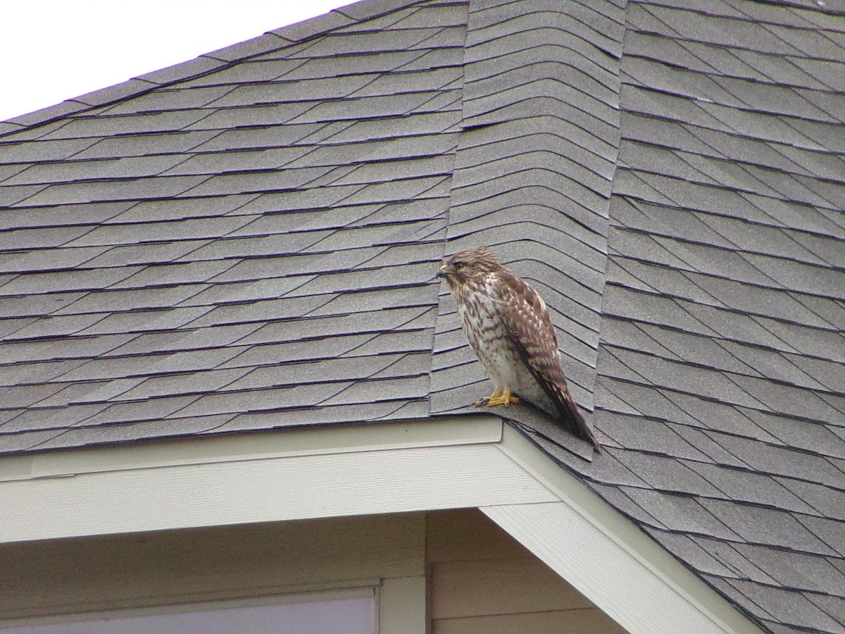 Red-shouldered Hawk - ML646356930