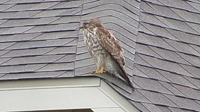 Red-shouldered Hawk - ML646356931