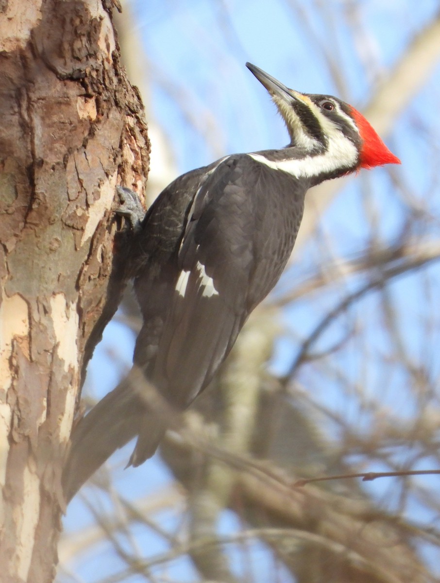 Pileated Woodpecker - ML646356932