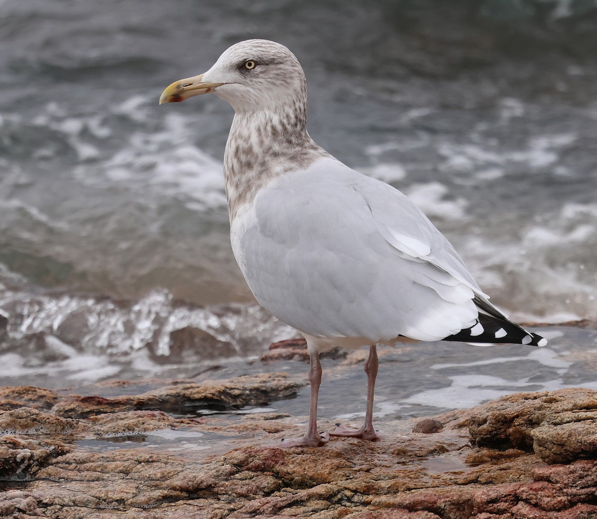 American Herring Gull - ML646356937