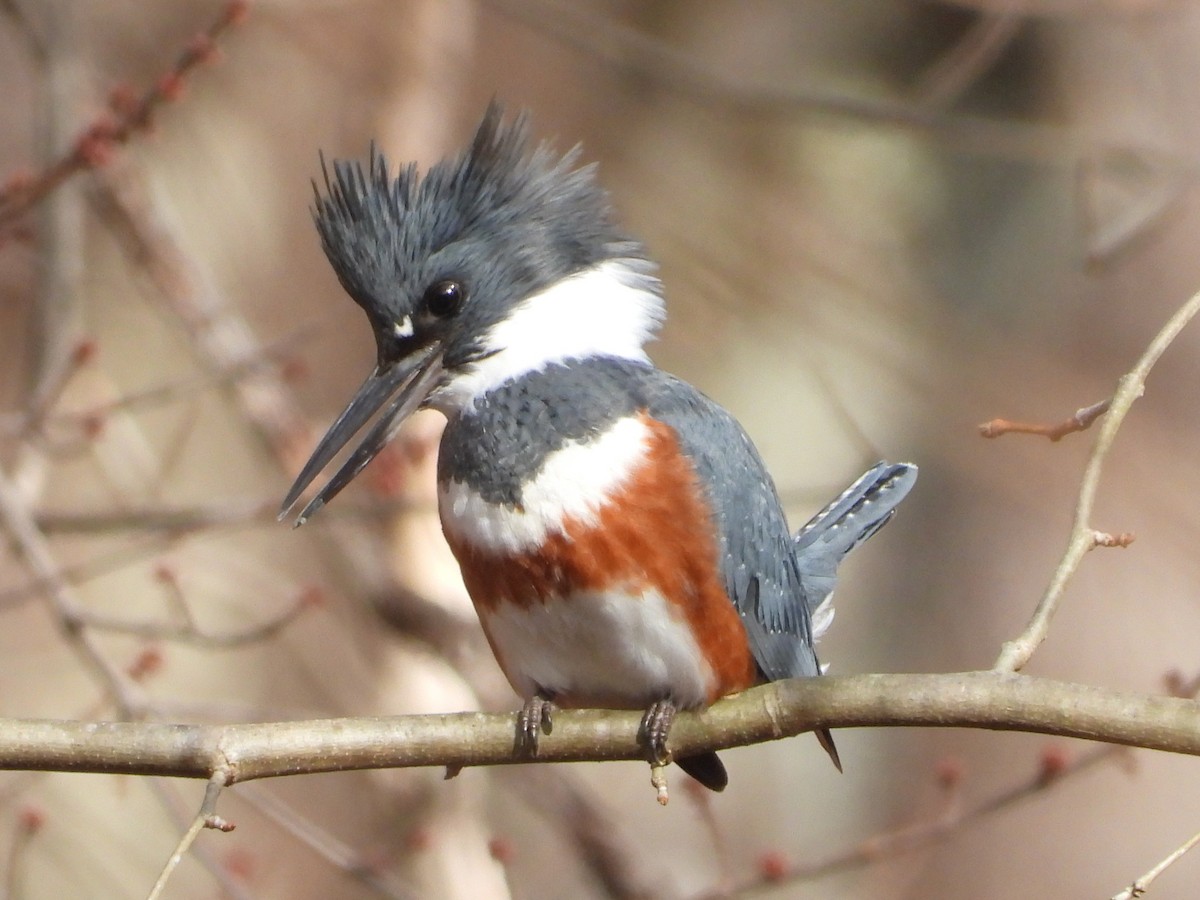 アメリカヤマセミ - ML646356940