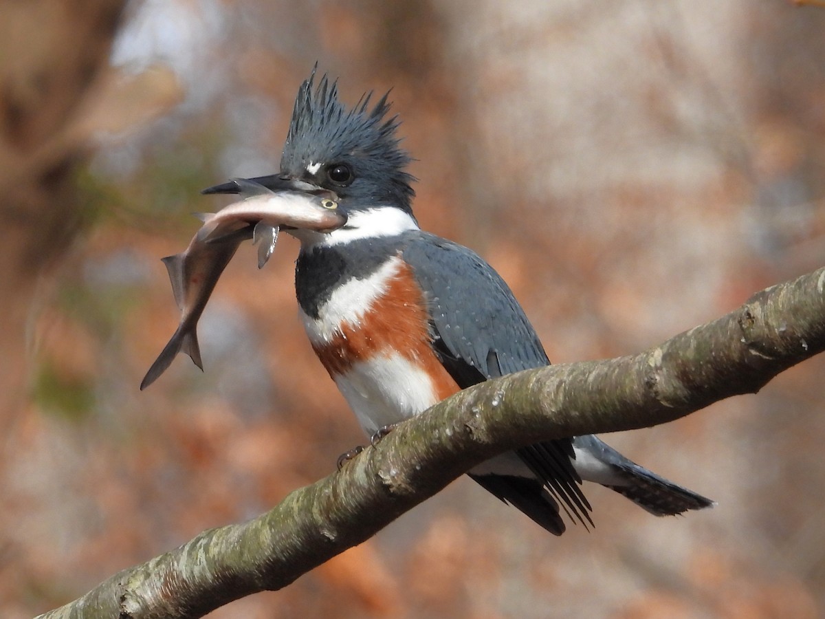 アメリカヤマセミ - ML646356941