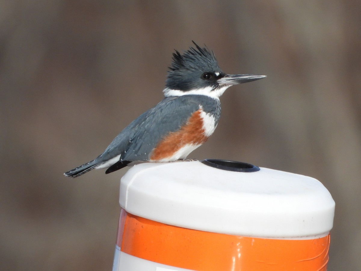 アメリカヤマセミ - ML646356942