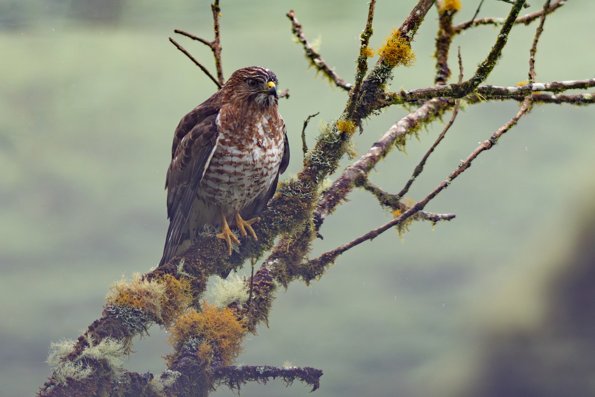 Broad-winged Hawk - ML646356943