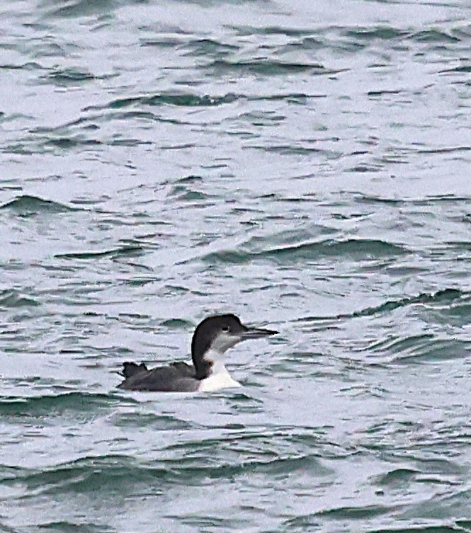 Common Loon - ML646356944