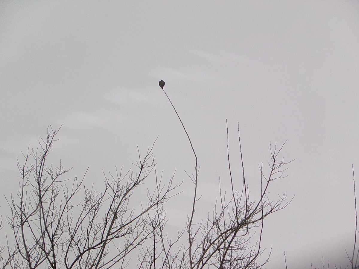 Ak Kanatlı Kumru - ML646356946