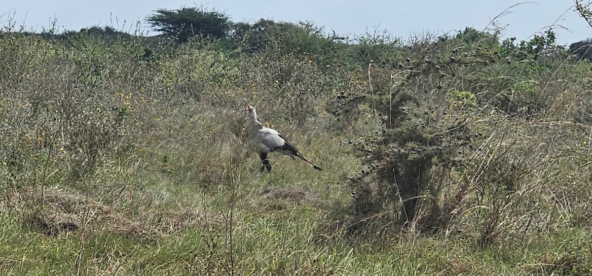 Secretarybird - ML646356949