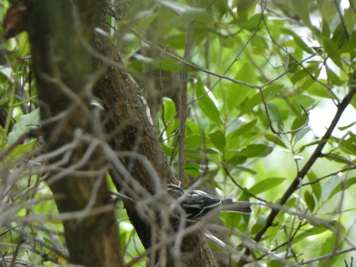 Black-and-white Warbler - ML646356950