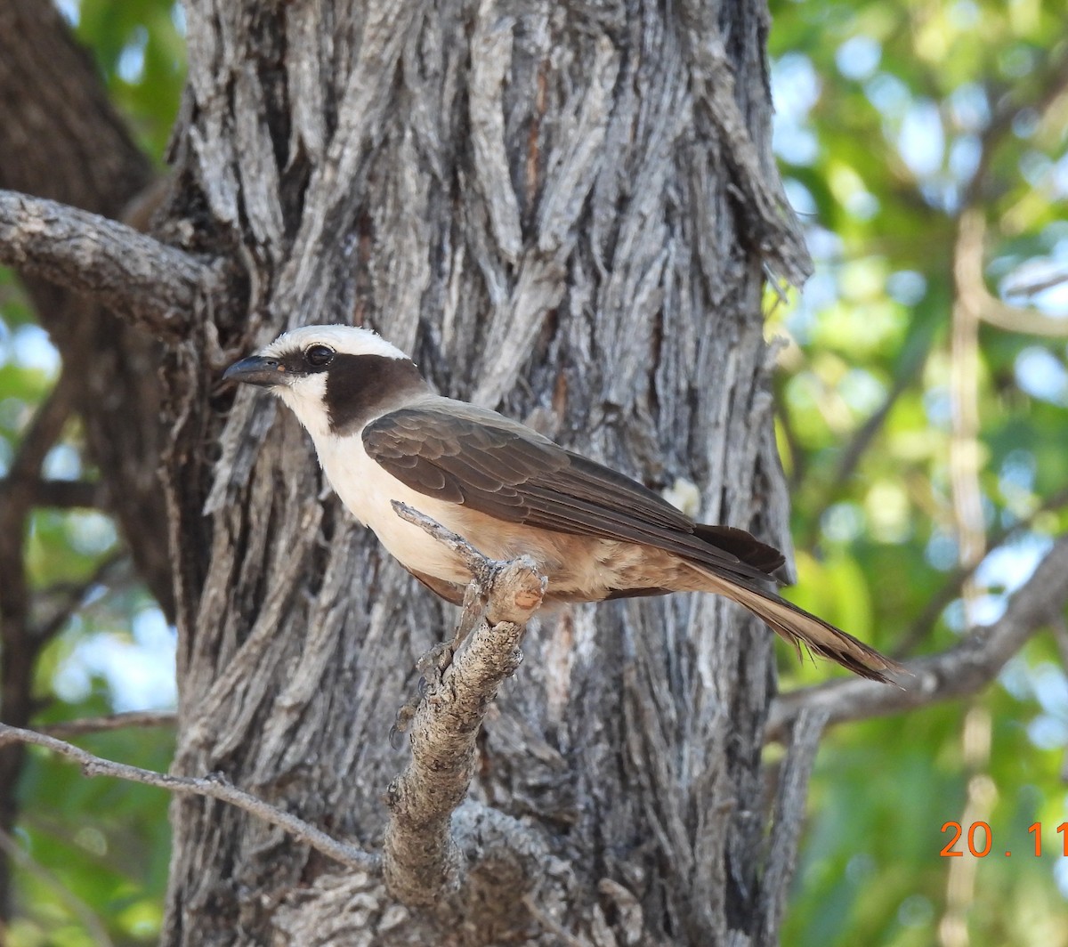 White-crowned Shrike - ML646356956