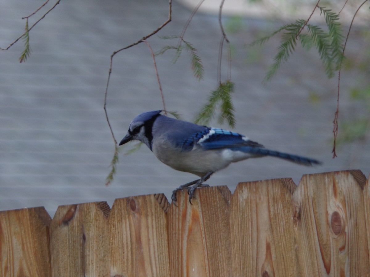 Geai bleu - ML646356958