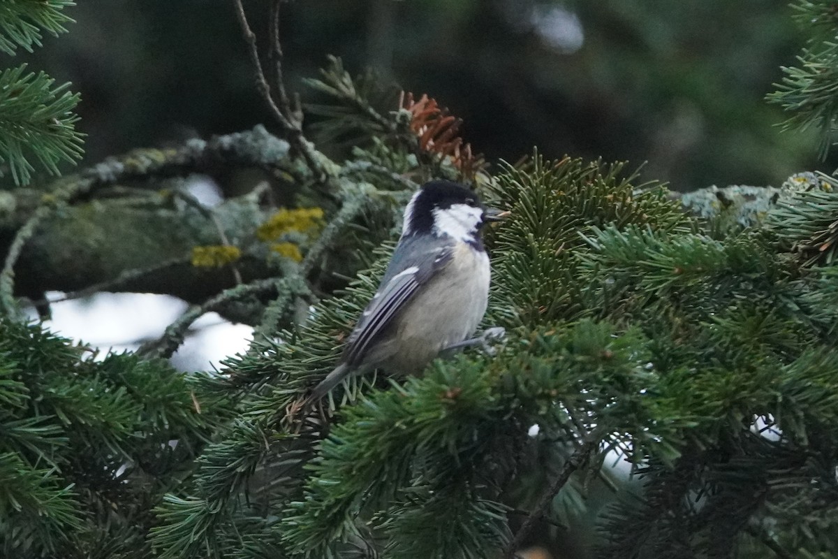 Coal Tit - ML646356960