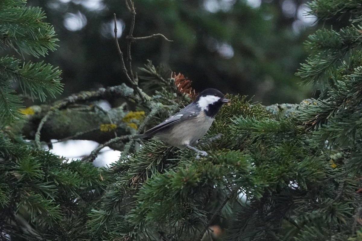 Coal Tit - ML646356961