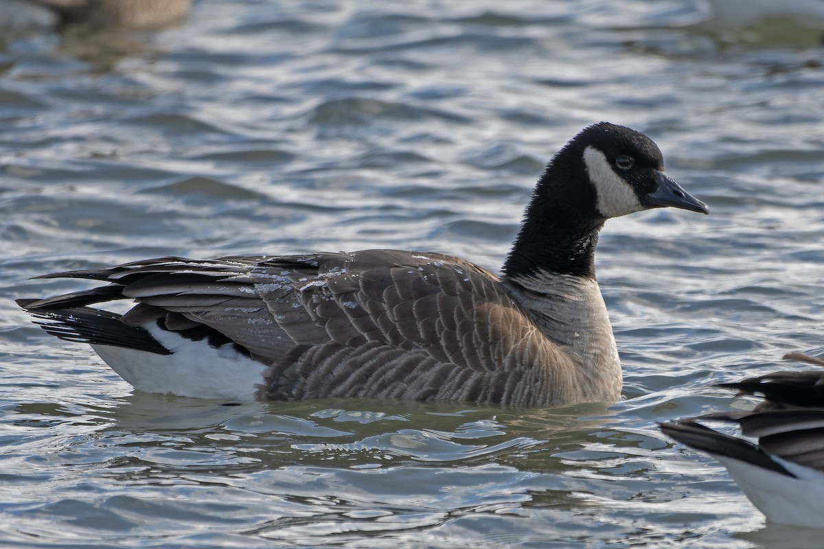 小加拿大雁 - ML646356962