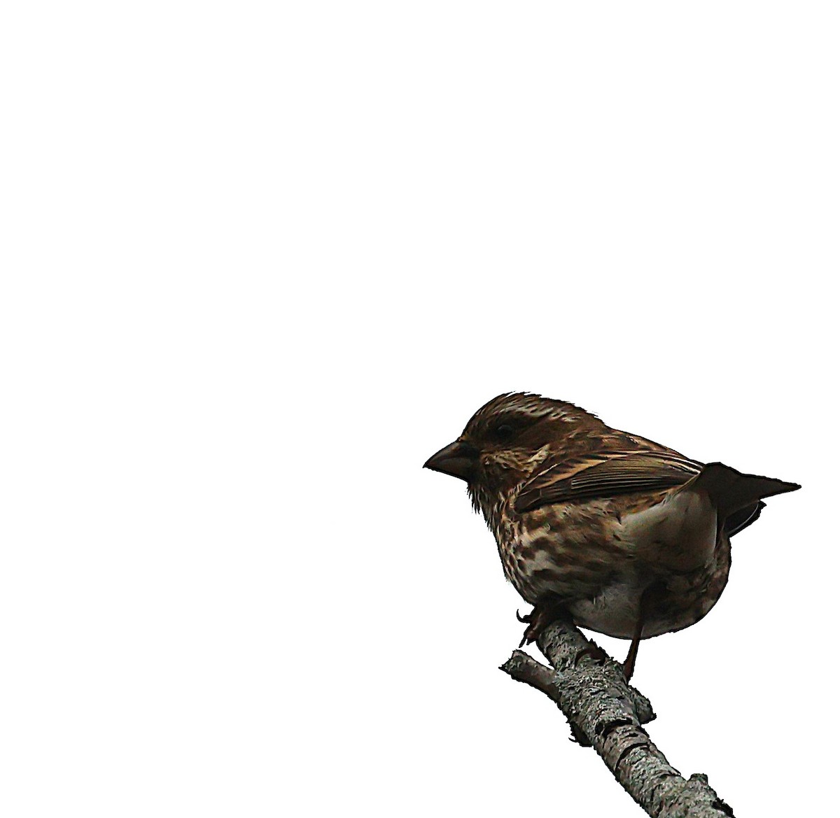 Purple Finch - ML646356965