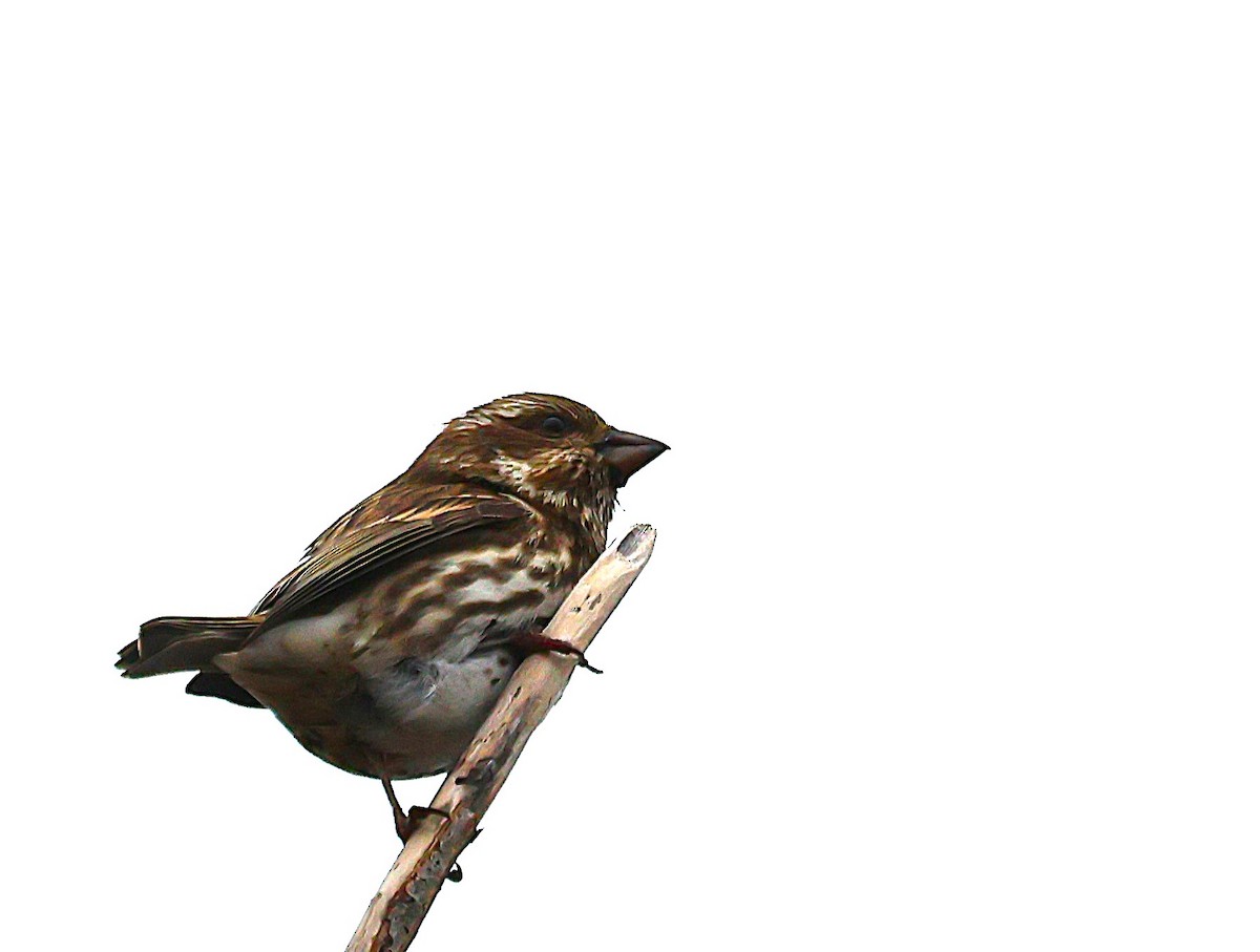 Purple Finch - ML646356966