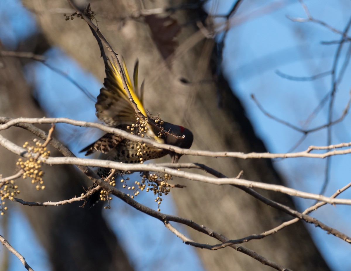 Northern Flicker (Yellow-shafted) - ML646356972