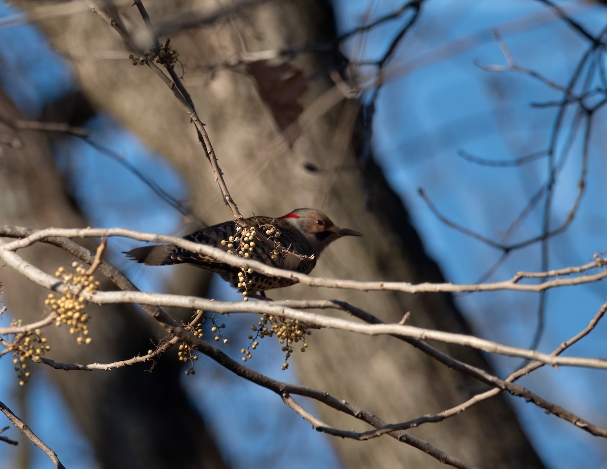 Northern Flicker (Yellow-shafted) - ML646356973