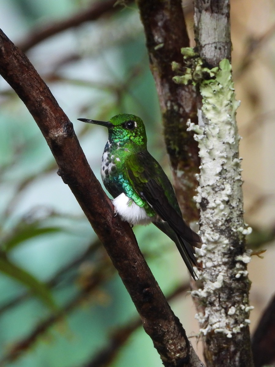 Emerald-bellied Puffleg - ML646356974