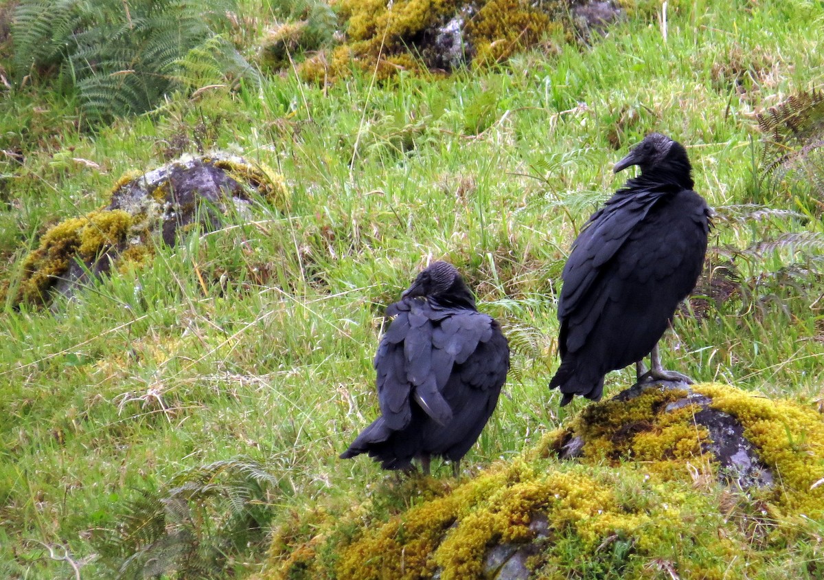 Black Vulture - ML646356975