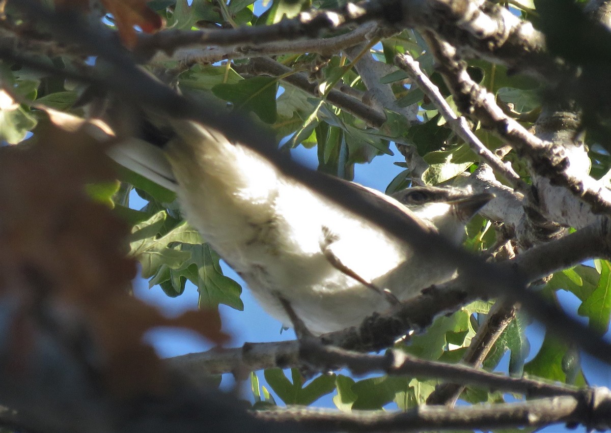 ťuhýk americký - ML646356976